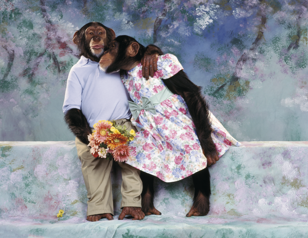 Triumph Calendars Monkey Business Calendar-1552