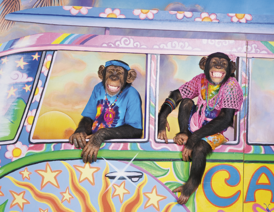 Triumph Calendars Monkey Business Calendar-1552