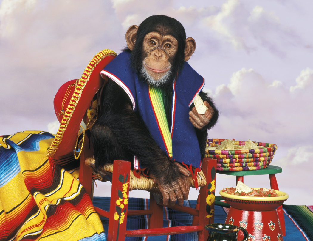 Triumph Calendars Monkey Business Calendar-1552