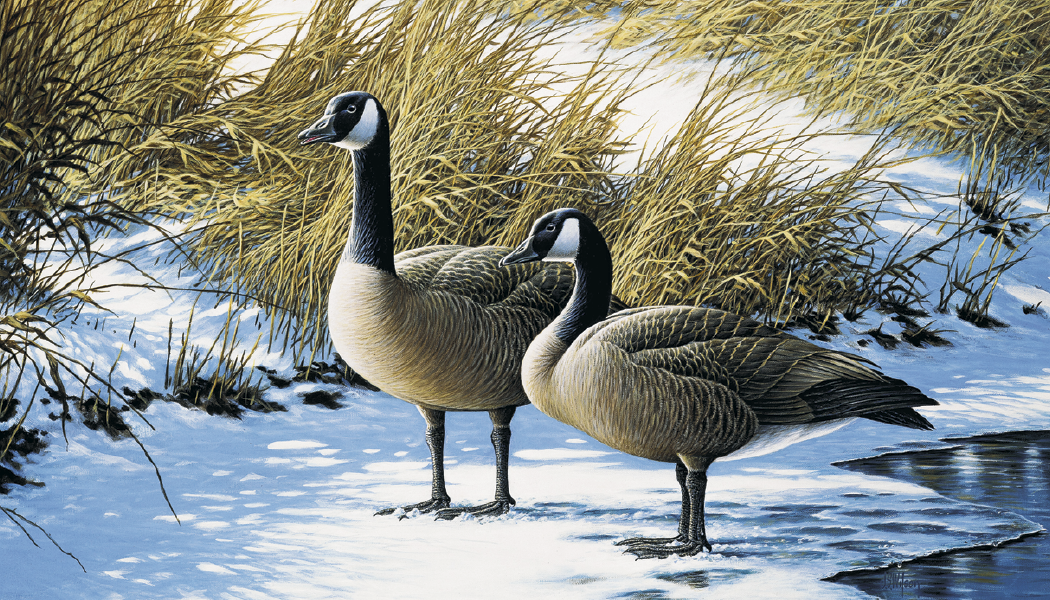 Triumph Calendars North American Waterfowl Calendar-3203