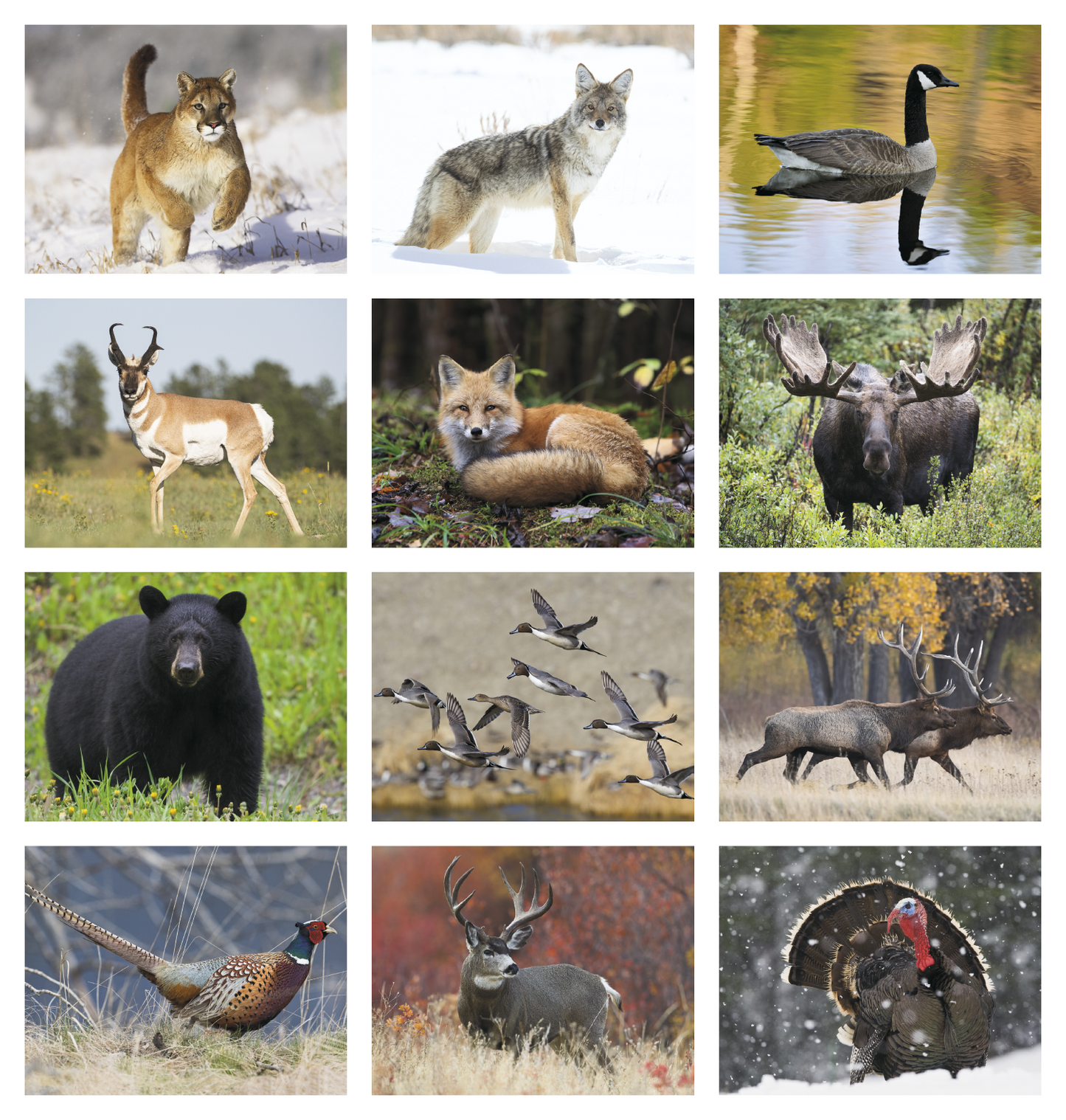 HotLine Products Wildlife Appointment Calendar Spiral-403
