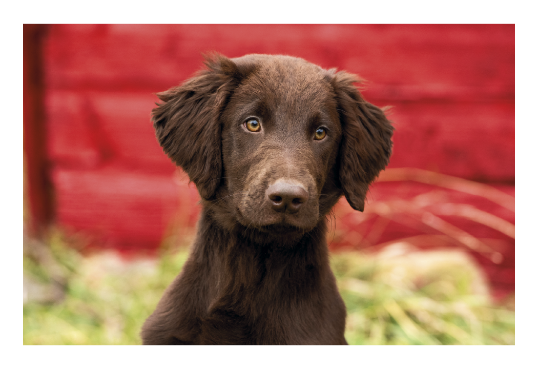Triumph Calendars Puppies Kittens Pocket Calendar-4155