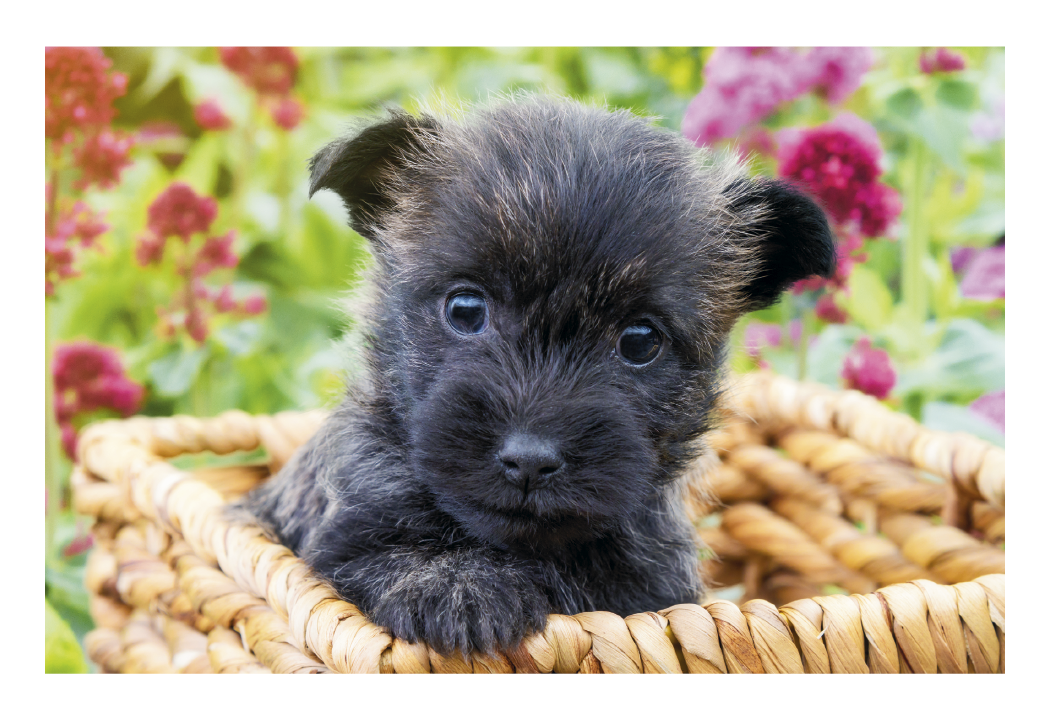 Triumph Calendars Puppies Kittens Pocket Calendar-4155