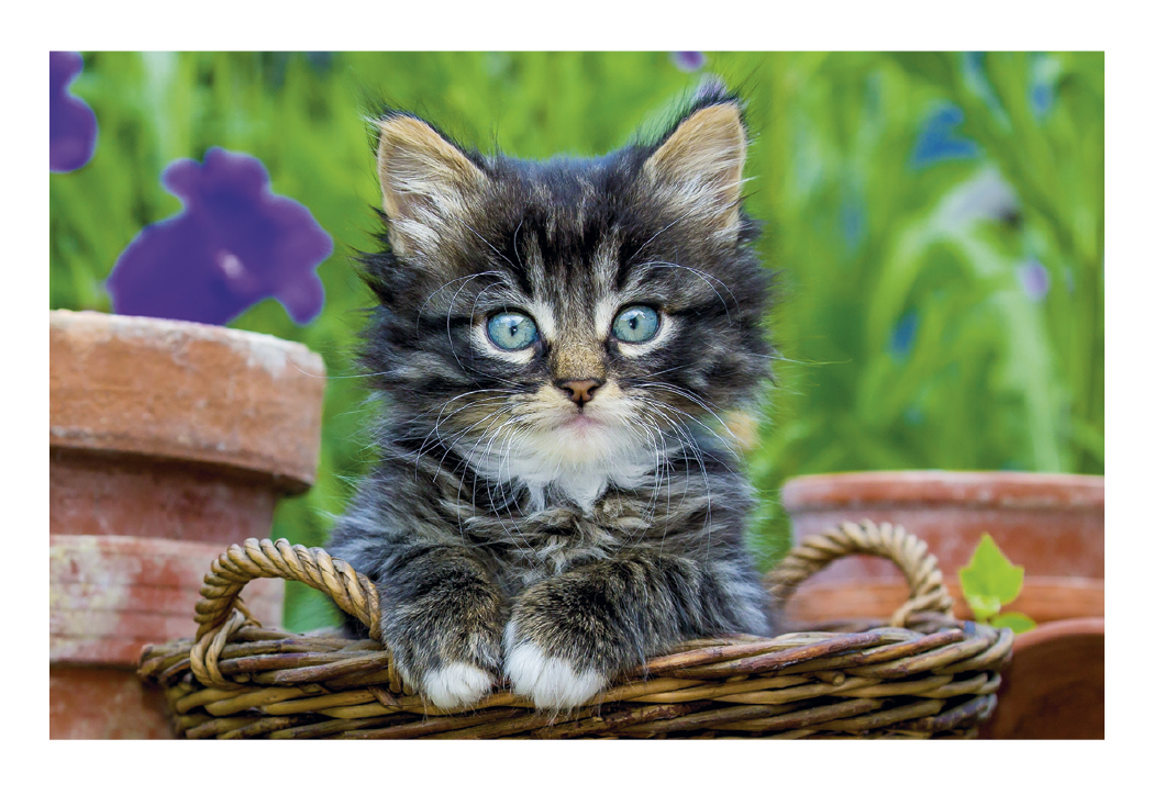 Triumph Calendars Puppies Kittens Pocket Calendar-4155