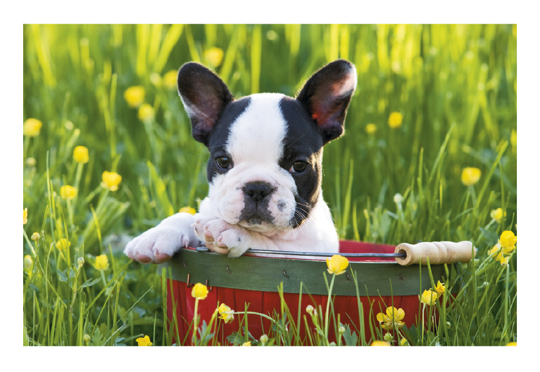 Triumph Calendars Puppies Kittens Pocket Calendar-4155
