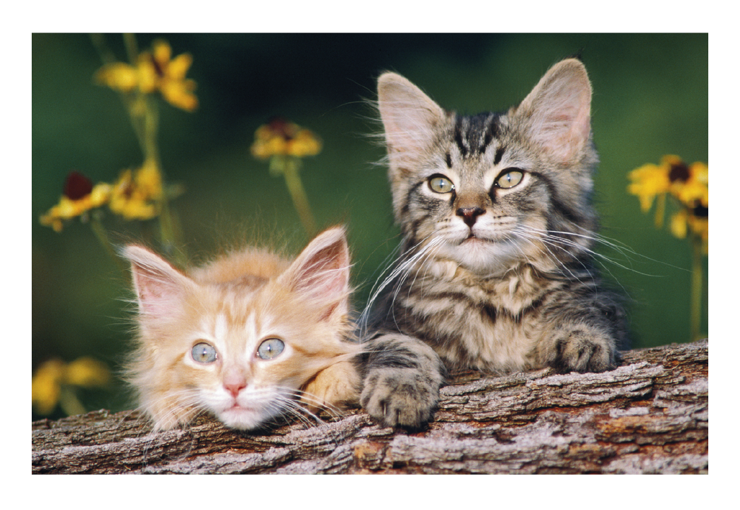 Triumph Calendars Puppies Kittens Pocket Calendar-4155