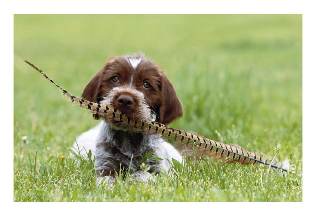 Triumph Calendars Puppies Kittens Pocket Calendar-4155