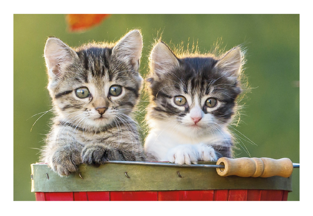 Triumph Calendars Puppies Kittens Pocket Calendar-4155