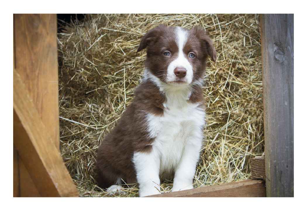 Triumph Calendars Puppies Kittens Pocket Calendar-4155