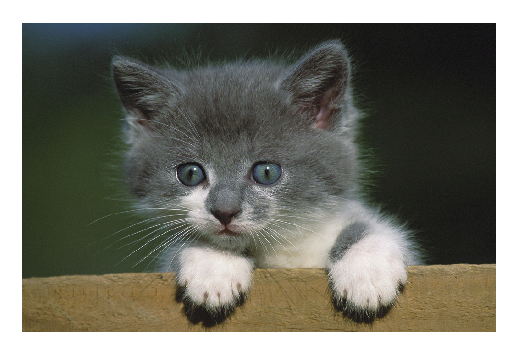 Triumph Calendars Puppies Kittens Pocket Calendar-4155