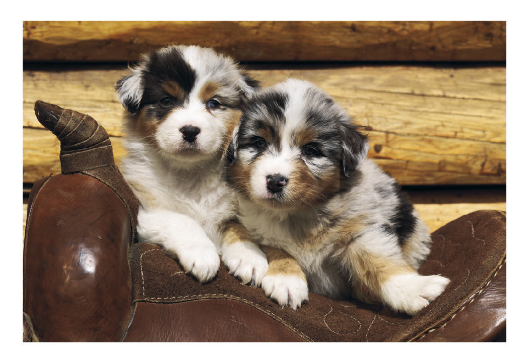Triumph Calendars Puppies Kittens Pocket Calendar-4155