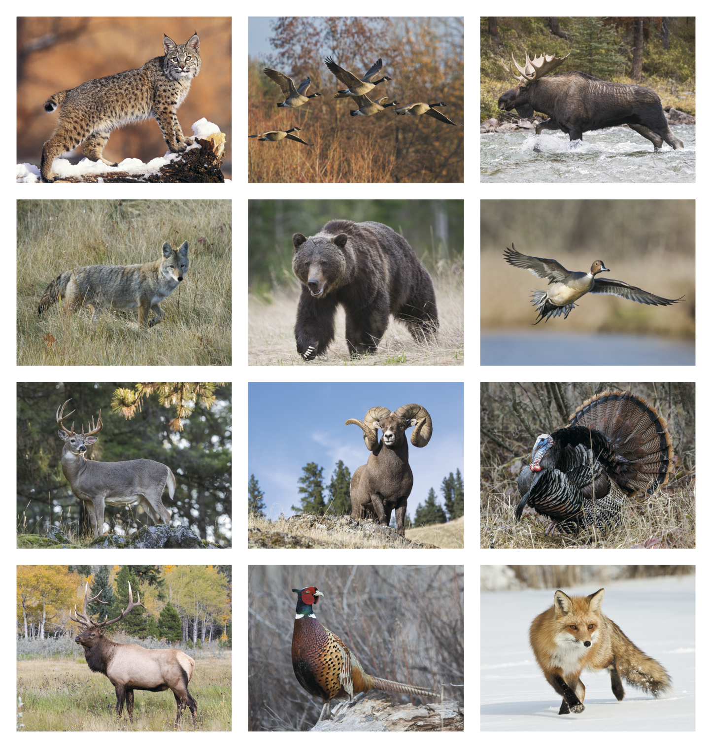 HotLine Products Wildlife Appointment Calendar Spiral-403