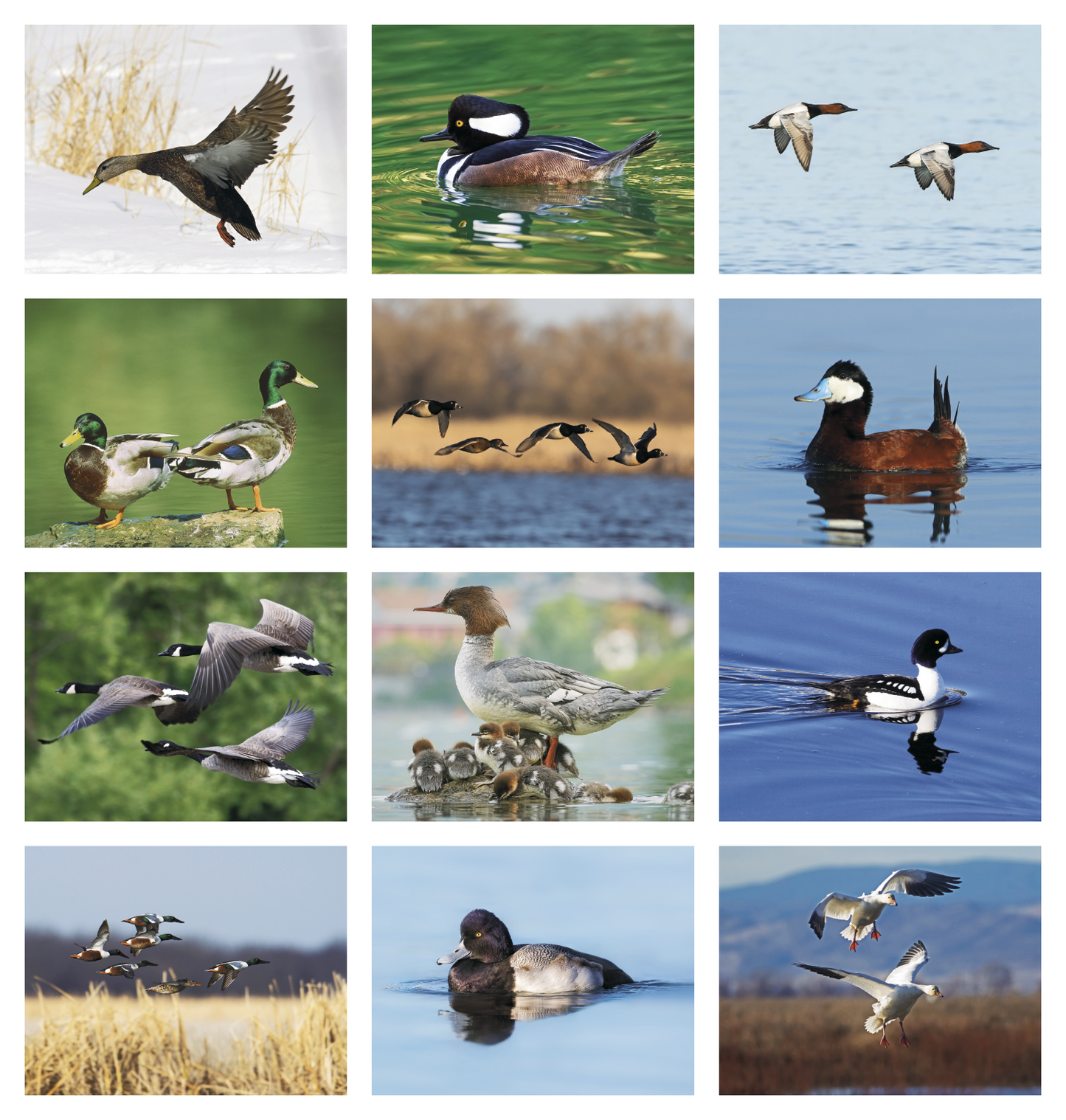 Good Value Waterfowl Spiral Calendar-7048