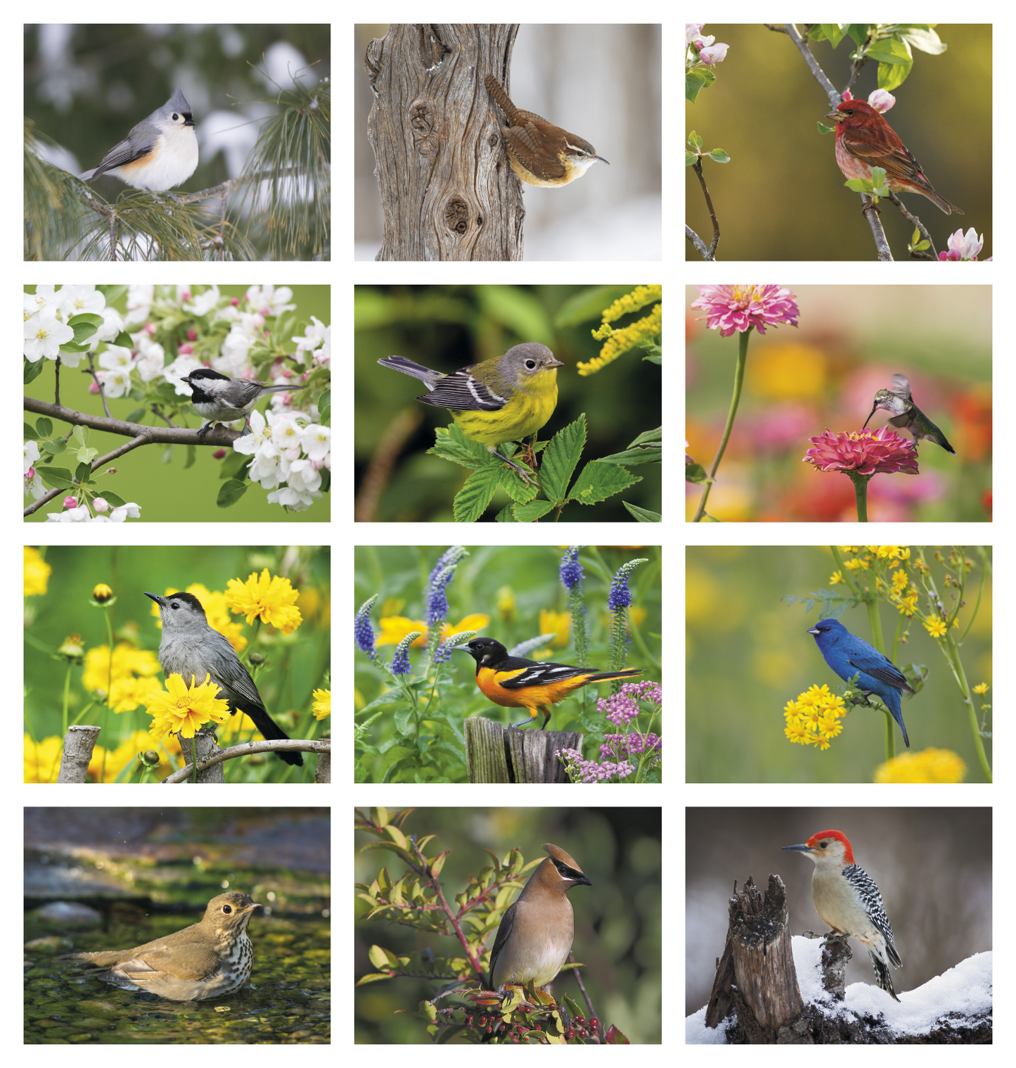 HotLine Products Songbirds Appointment Calendar Stapled-875