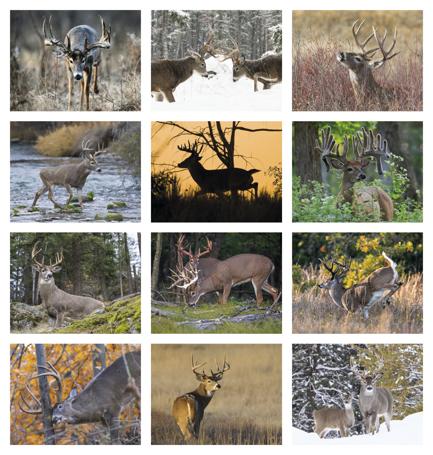 HotLine Products Trophy Whitetail Deer Appointment Calendar Stapled-896