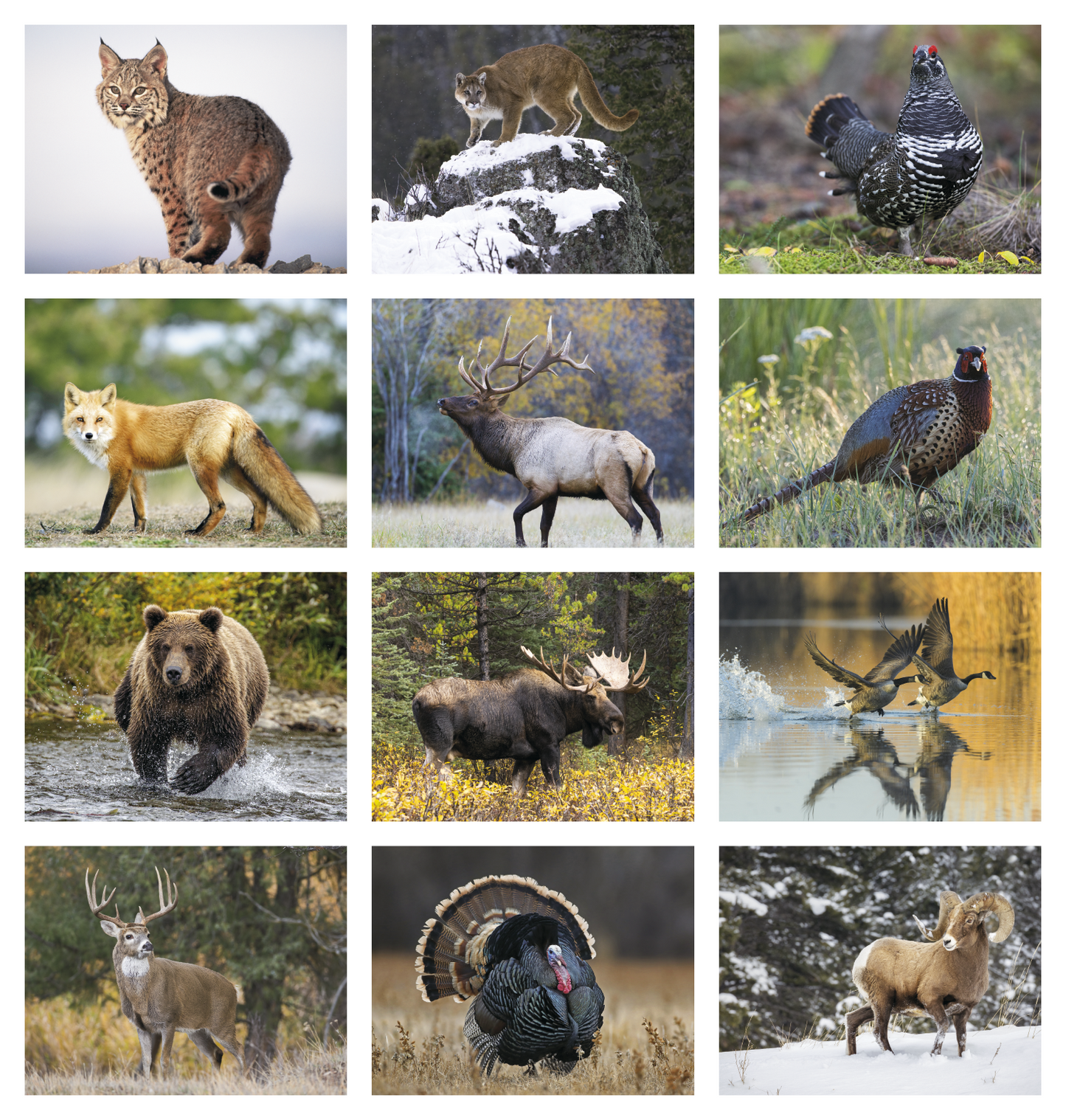 Good Value Wildlife Portraits Spiral Calendar-7063