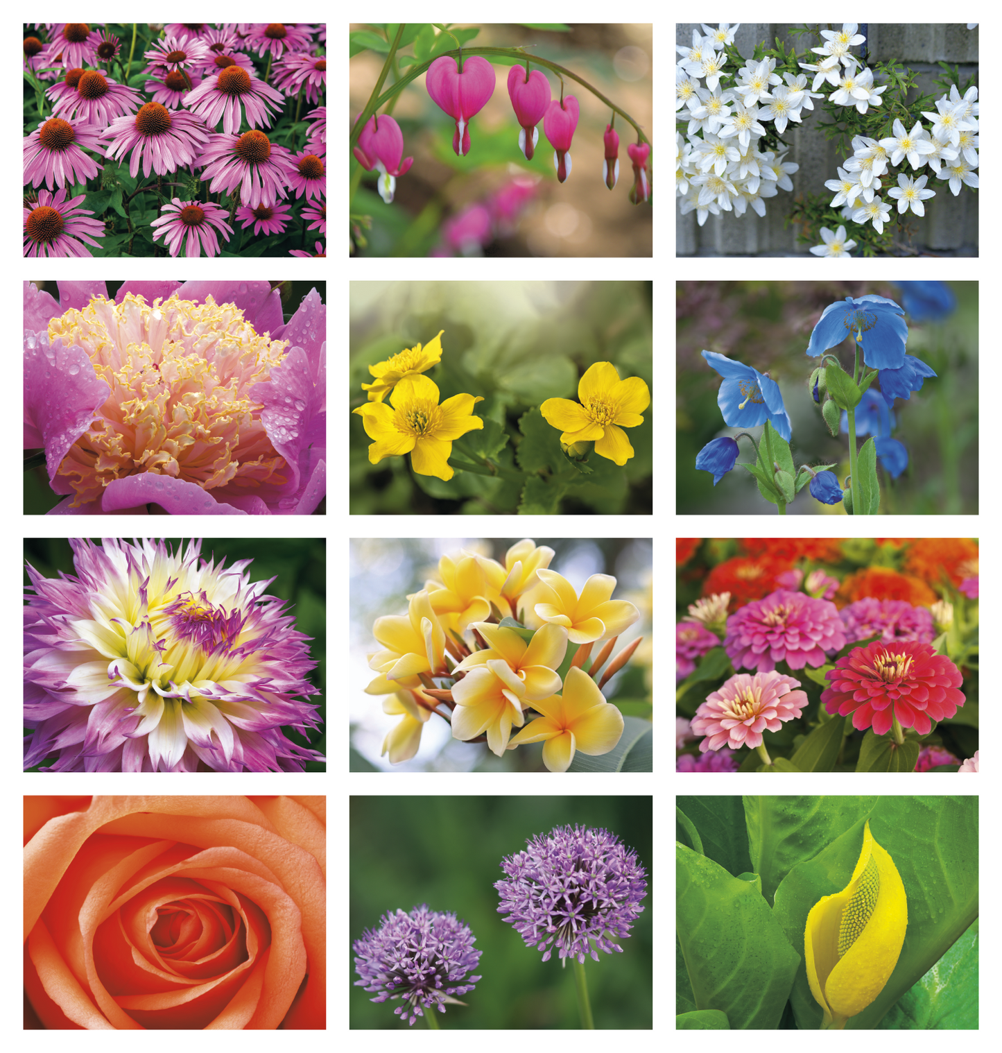 Good Value Flowers Spiral Calendar-7080