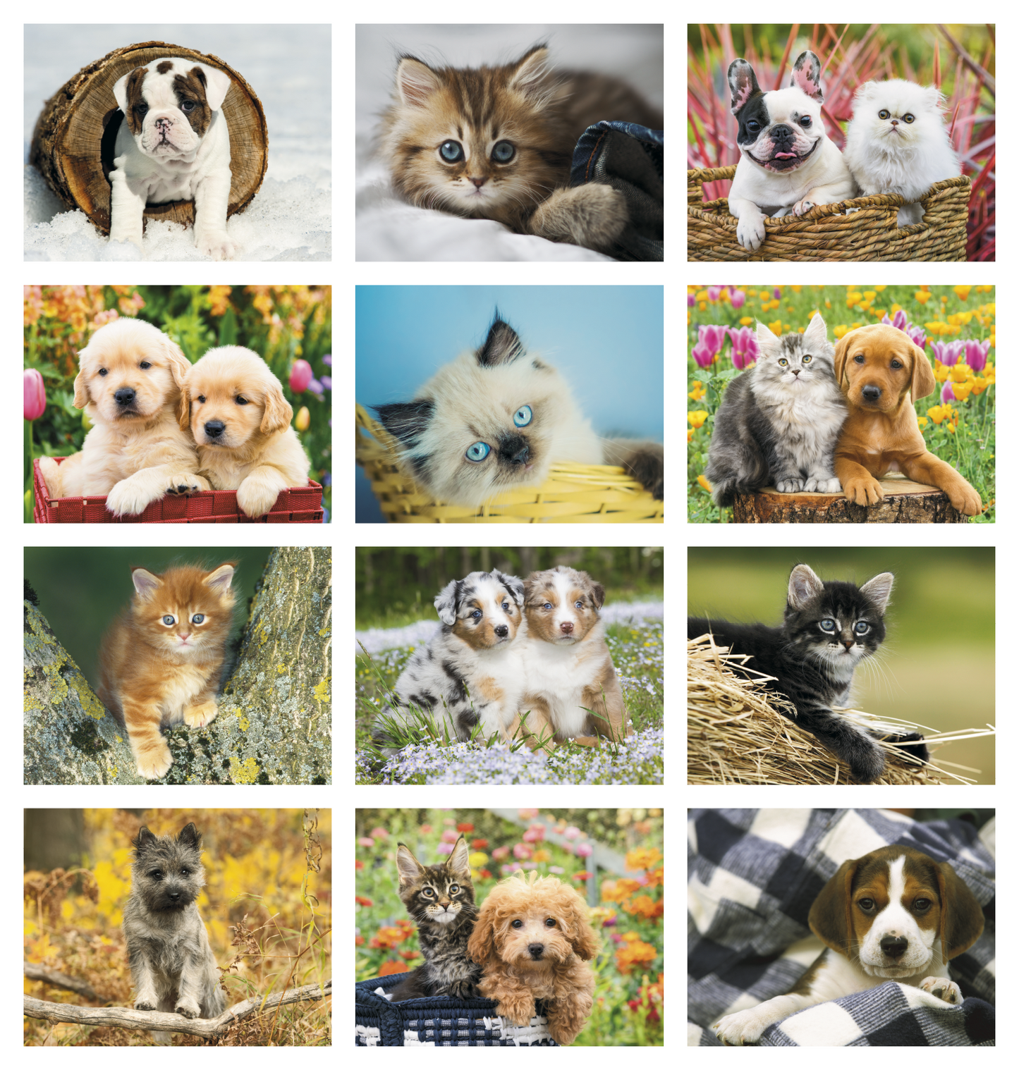 Good Value Puppies Kittens Window Calendar-7507
