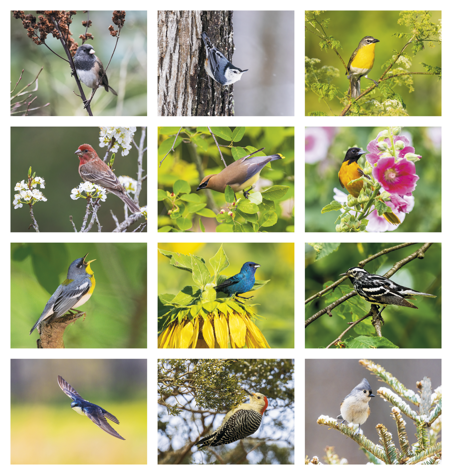 Good Value Birds of North America Spiral Calendar-7036