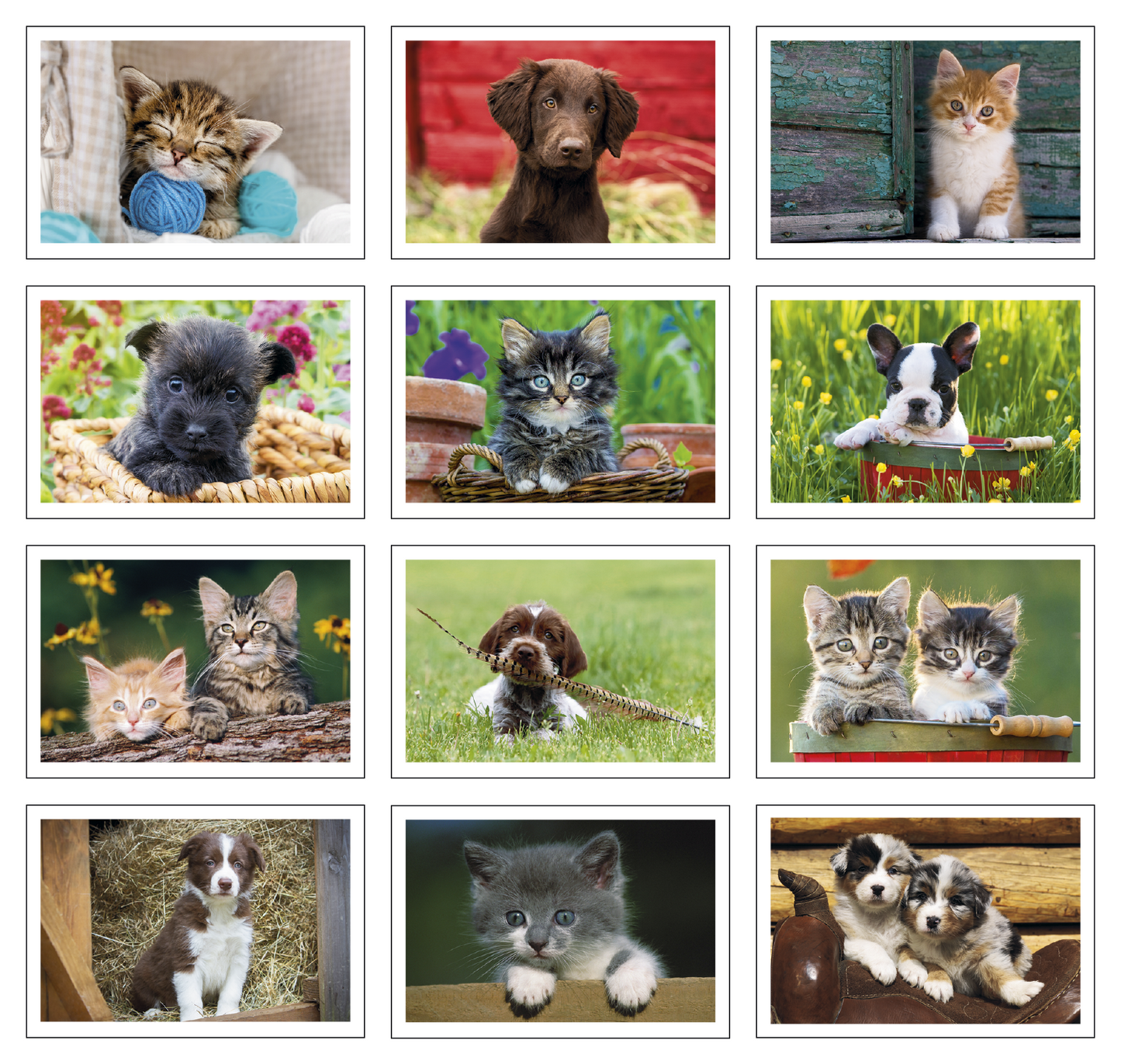 Triumph Calendars Puppies Kittens Pocket Calendar-4155