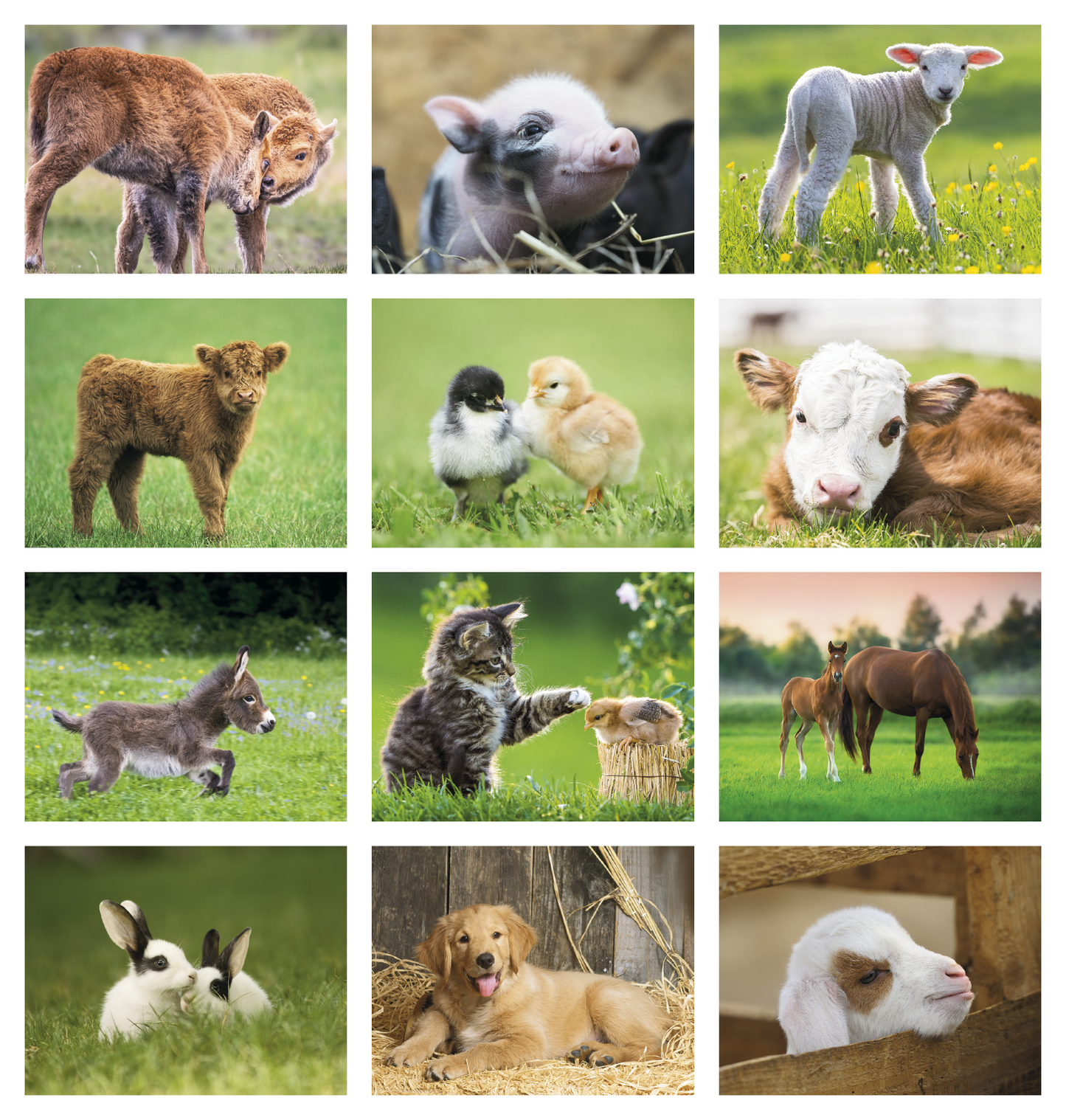 Good Value Baby Farm Animals Spiral Calendar-7020
