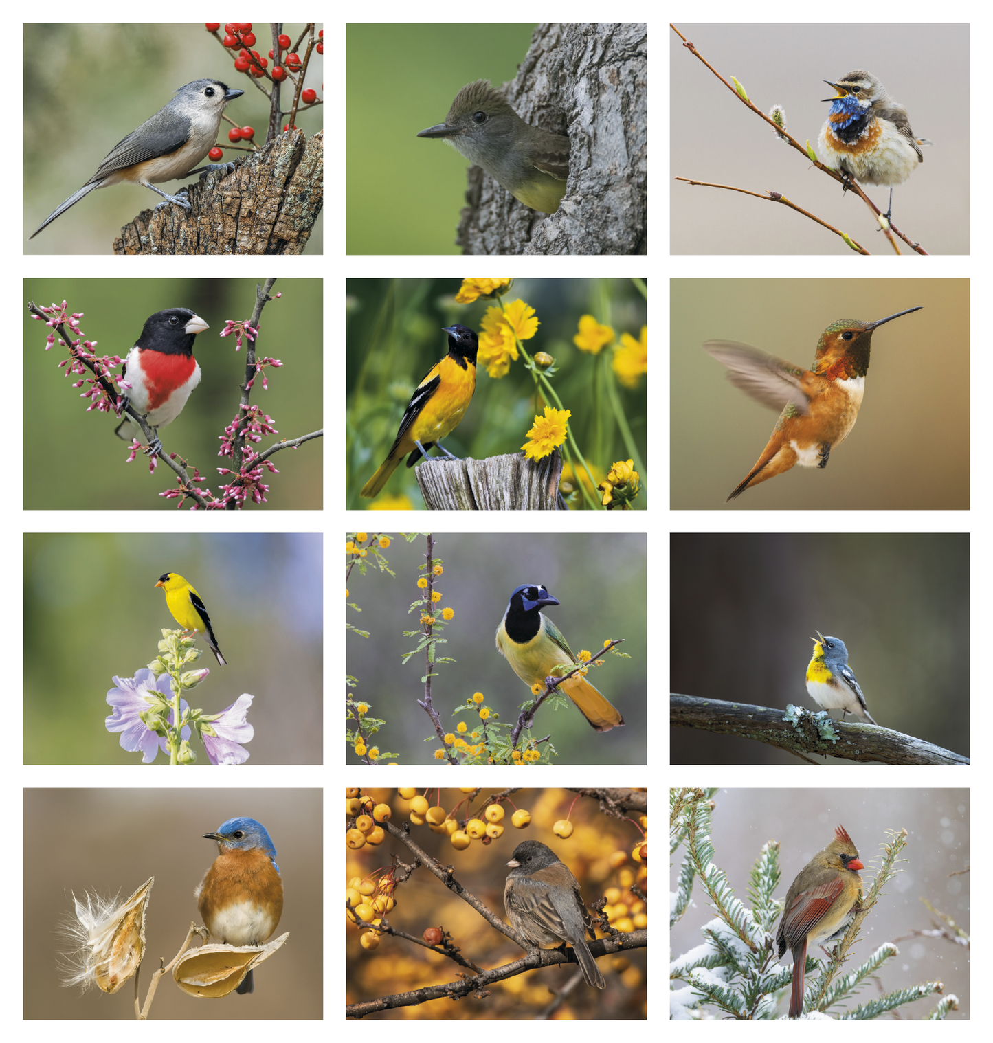 Good Value Birds of North America Spiral Calendar-7036