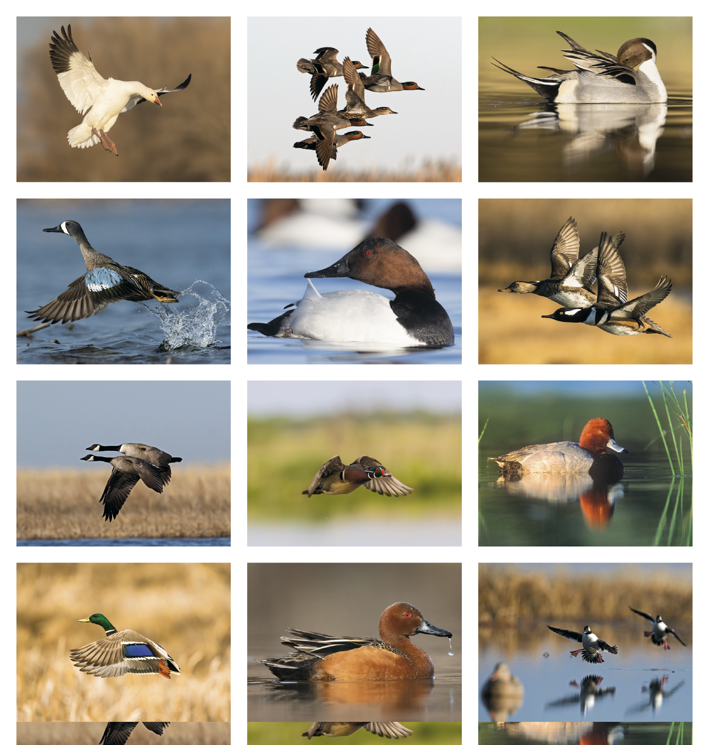 Good Value Waterfowl Spiral Calendar-7048