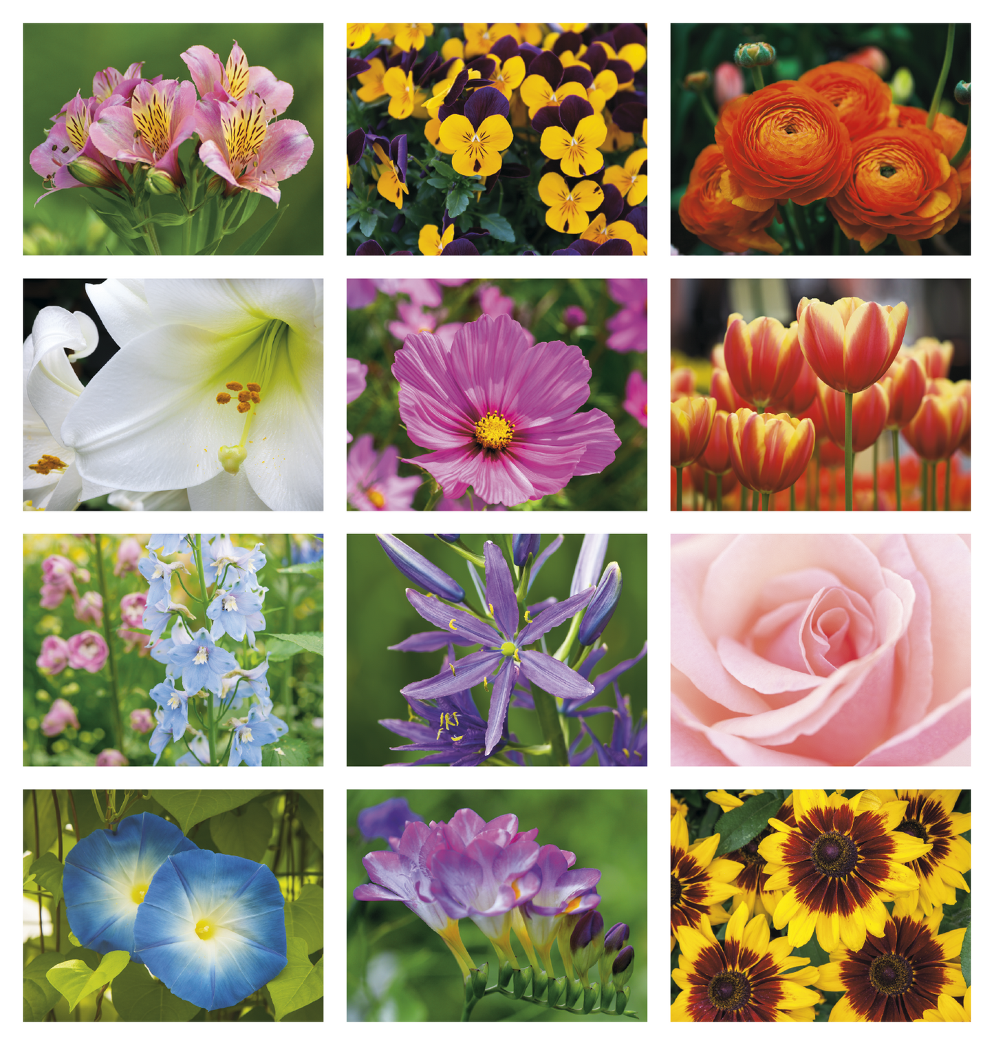 Good Value Flowers Spiral Calendar-7080