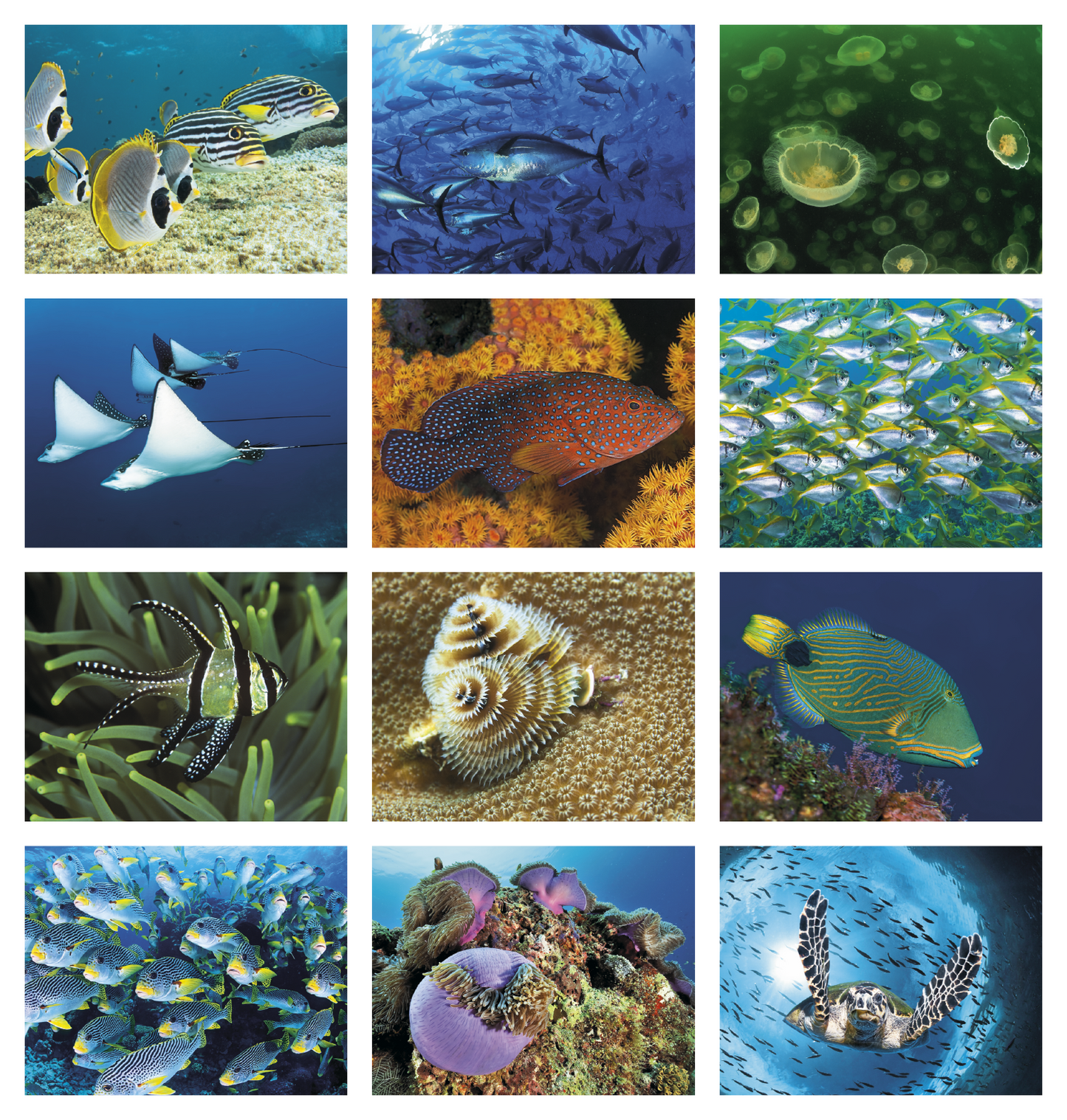 Good Value Ocean Glory Stapled Calendar-7217