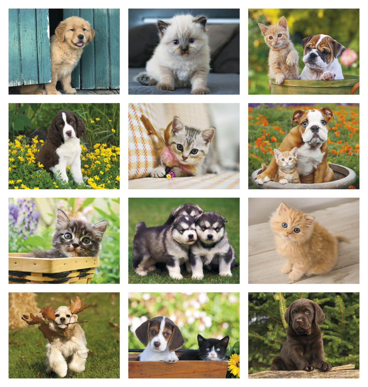 Good Value Puppies Kittens Window Calendar-7507