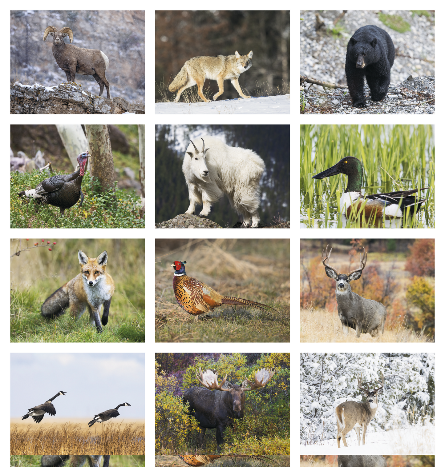 Good Value Wildlife Portraits Window Calendar-7563