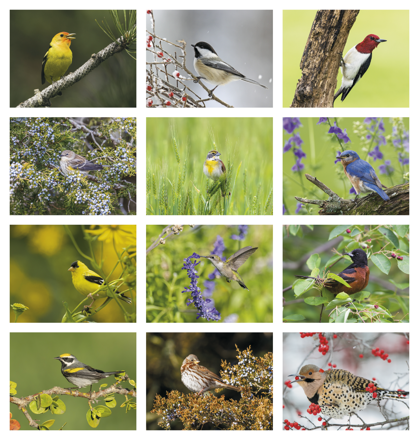 HotLine Products Songbirds Appointment Calendar Stapled-875