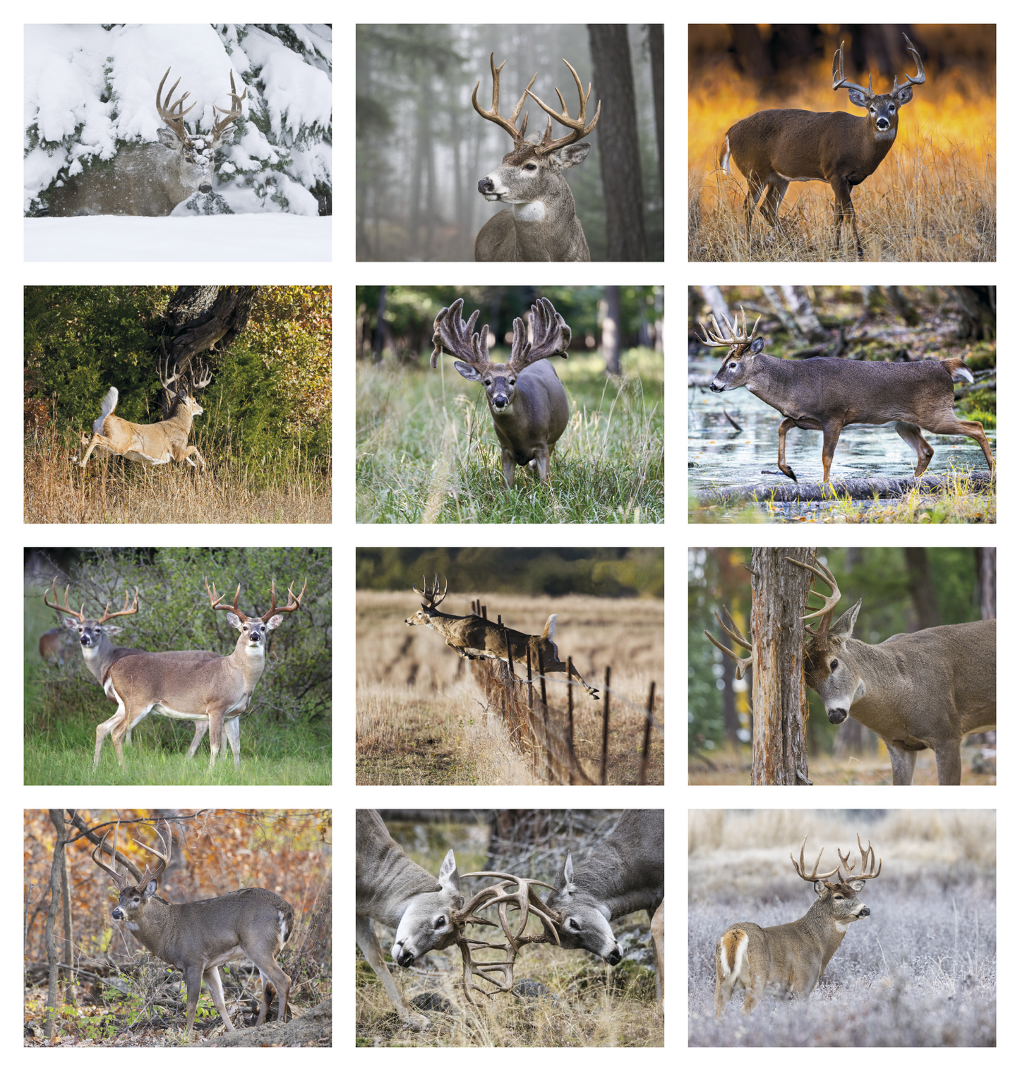 HotLine Products Trophy Whitetail Deer Appointment Calendar Stapled-896