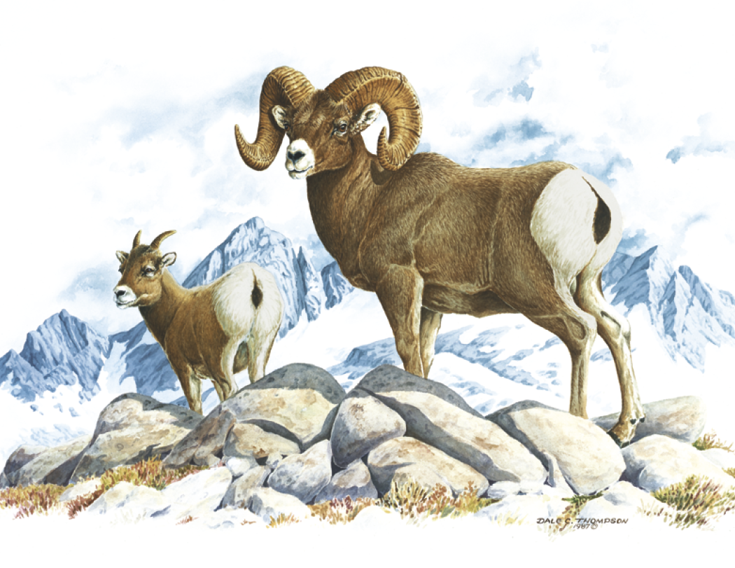 Good Value Wildlife Trek Spiral Calendar-7003