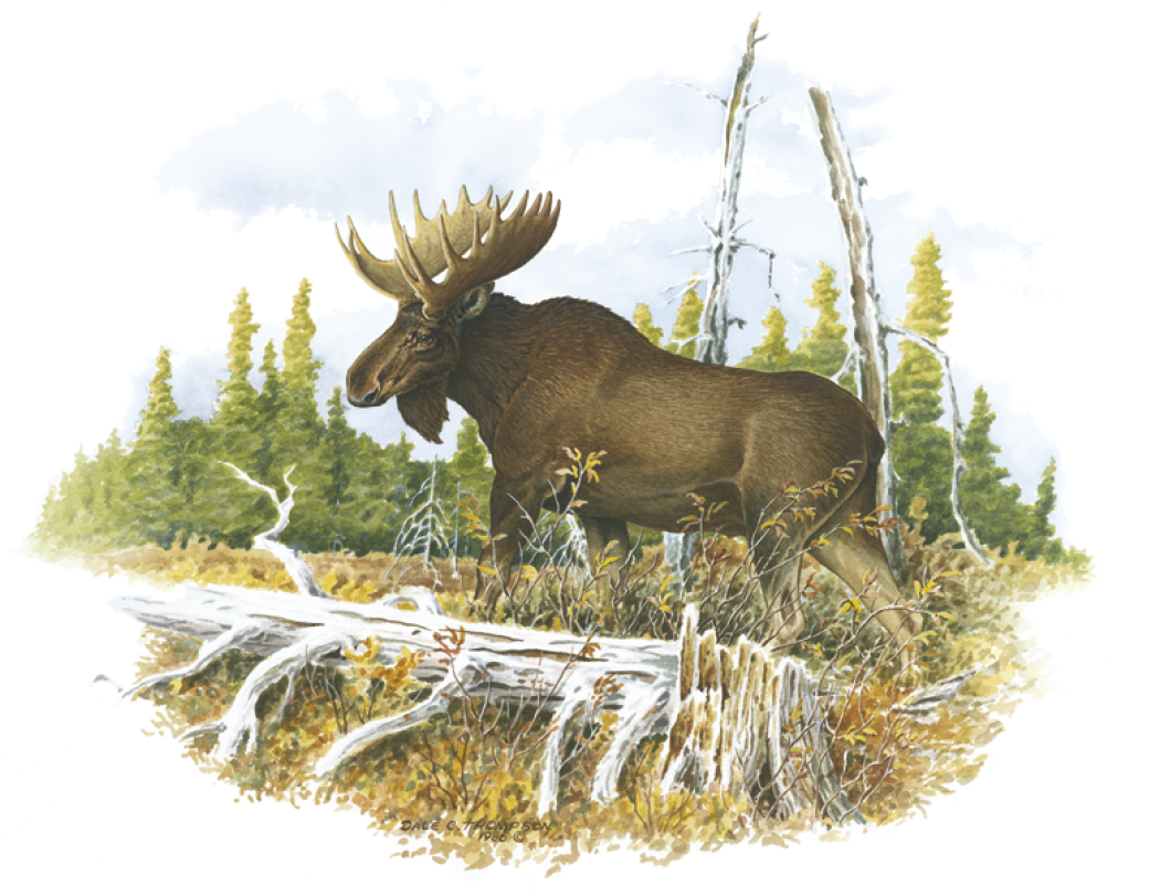 Good Value Wildlife Trek Spiral Calendar-7003