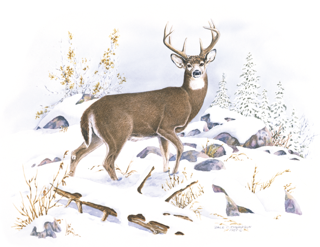 Good Value Wildlife Trek Spiral Calendar-7003