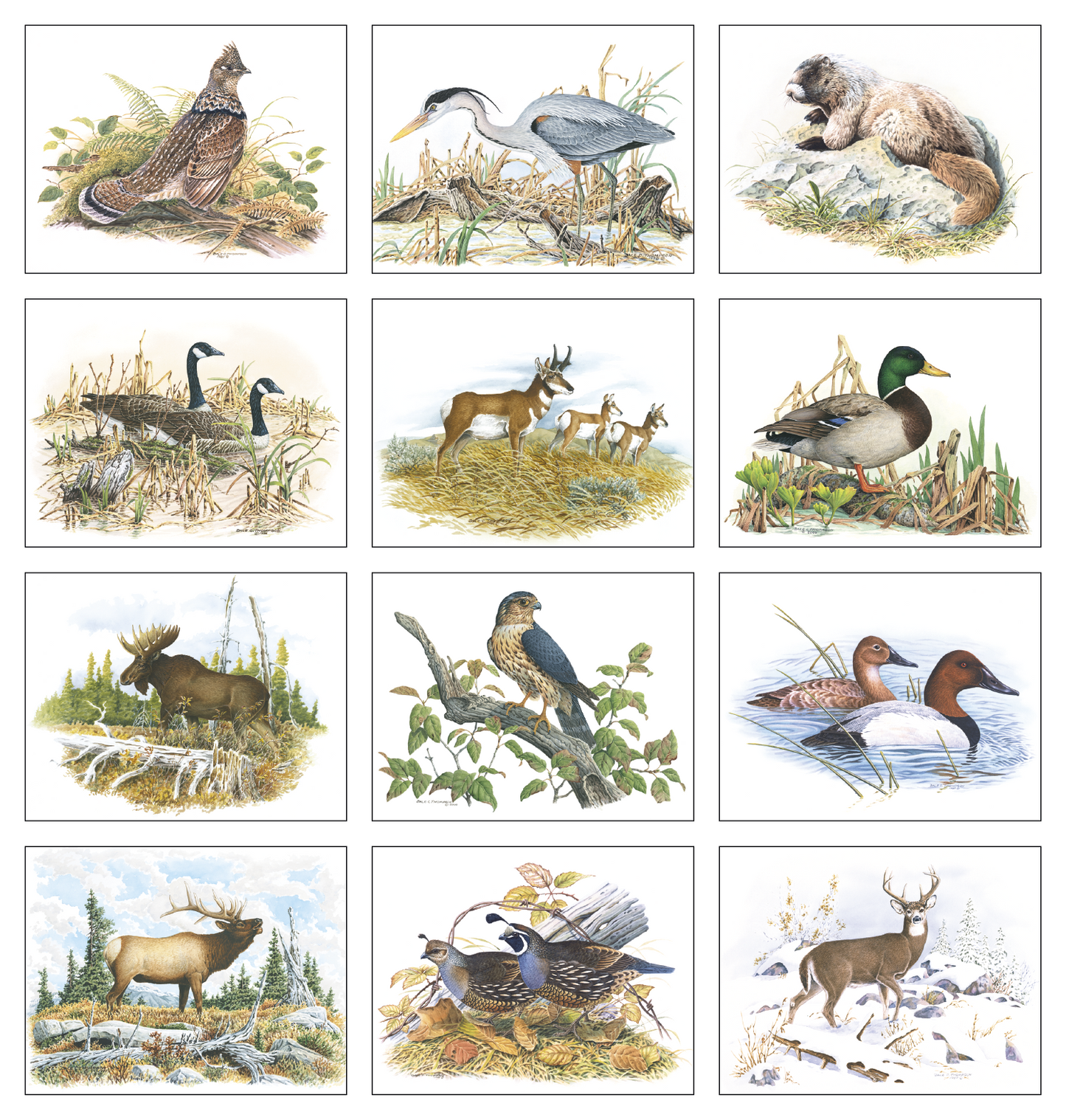 Good Value Wildlife Trek Spiral Calendar-7003