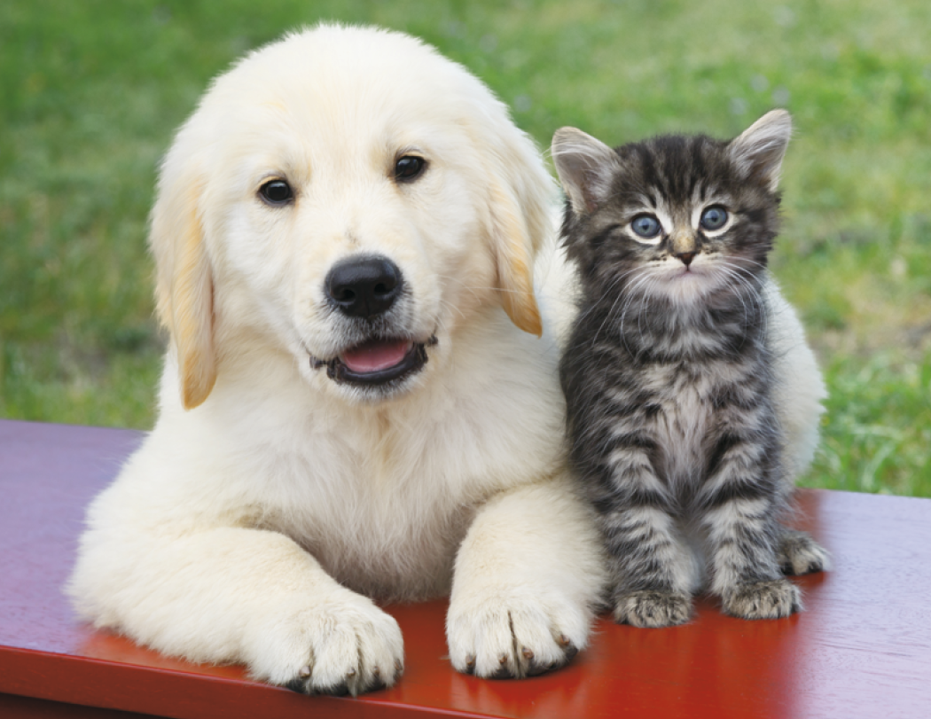 Good Value Puppies Kittens Spiral Calendar-7007