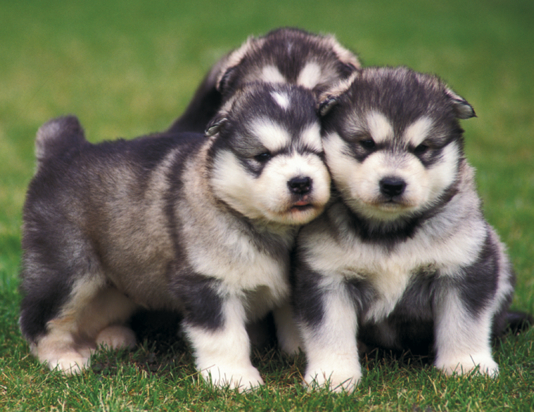 Good Value Puppies Kittens Spiral Calendar-7007