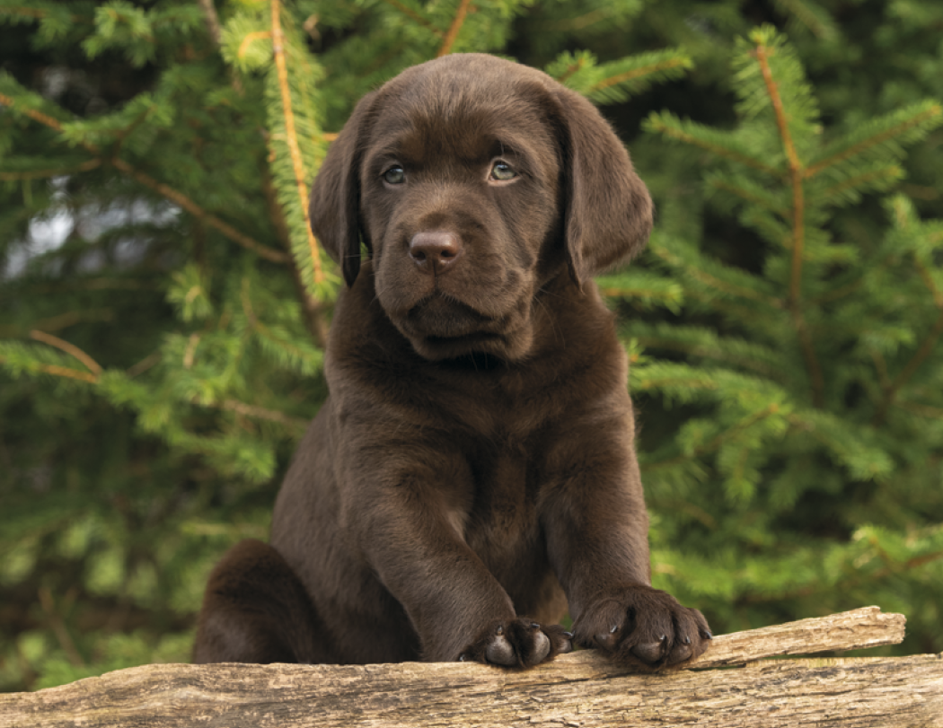 Good Value Puppies Kittens Spiral Calendar-7007