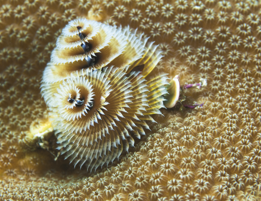 Good Value Ocean Glory Spiral Calendar-7017