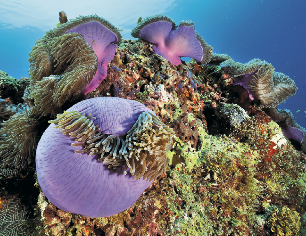 Good Value Ocean Glory Spiral Calendar-7017