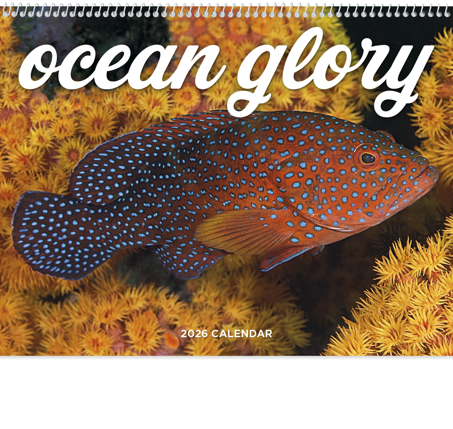 Good Value Ocean Glory Spiral Calendar-7017