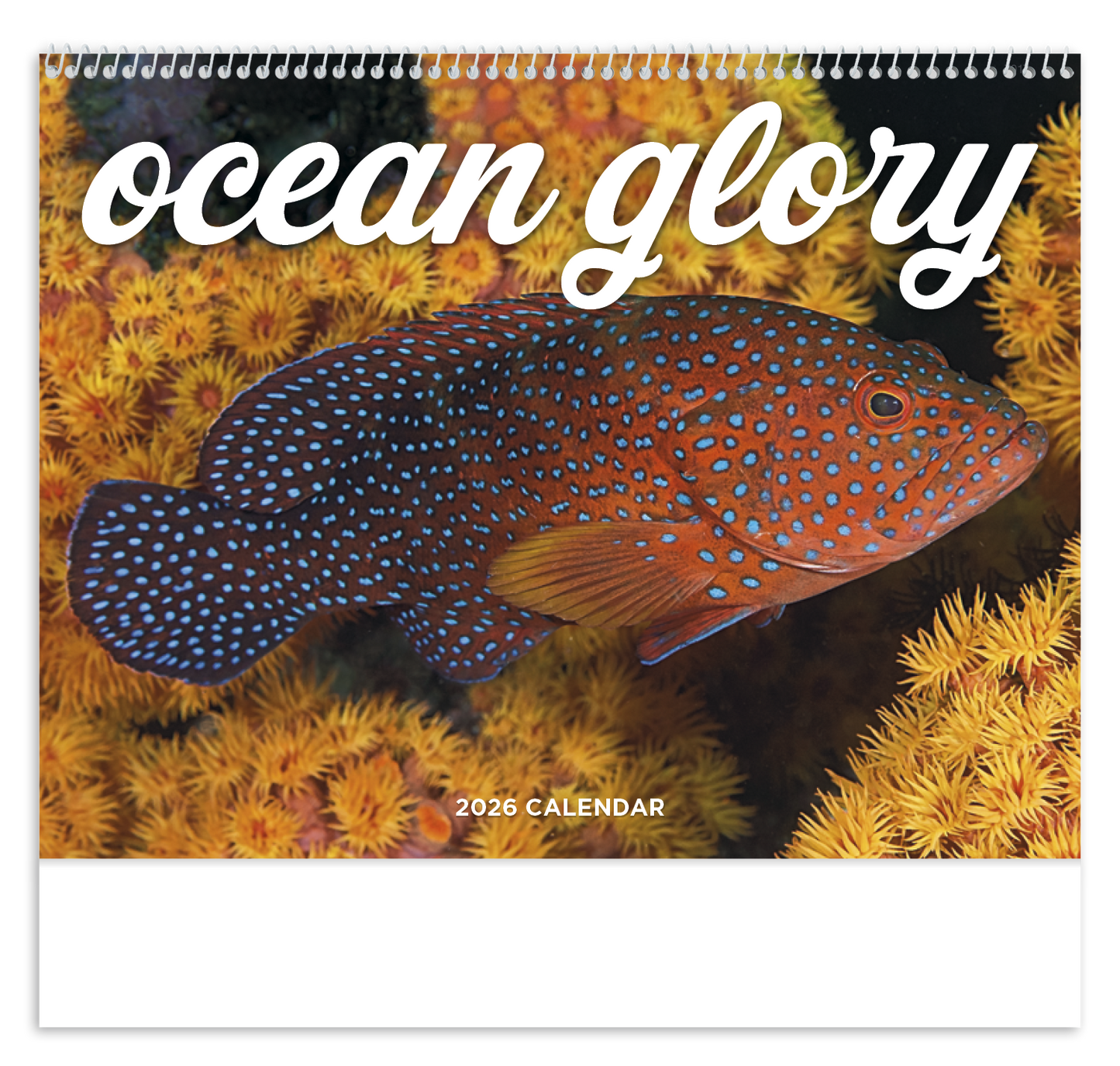 Good Value Ocean Glory Spiral Calendar-7017