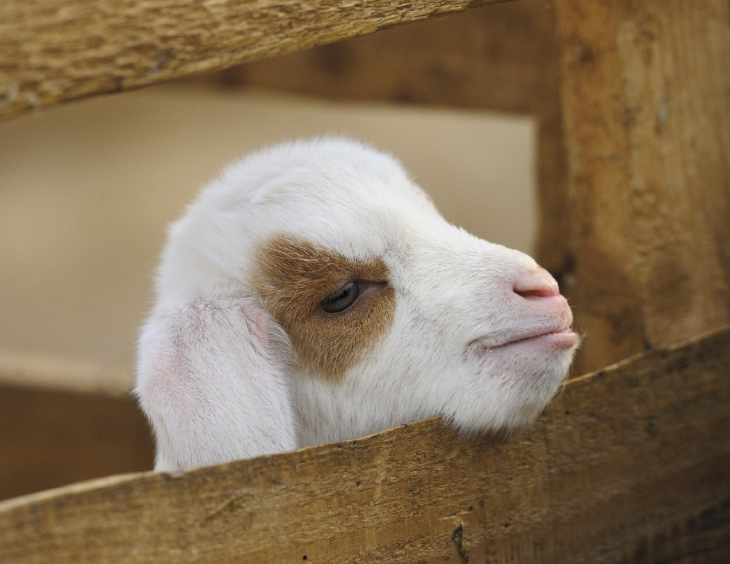 Good Value Baby Farm Animals Spiral Calendar-7020