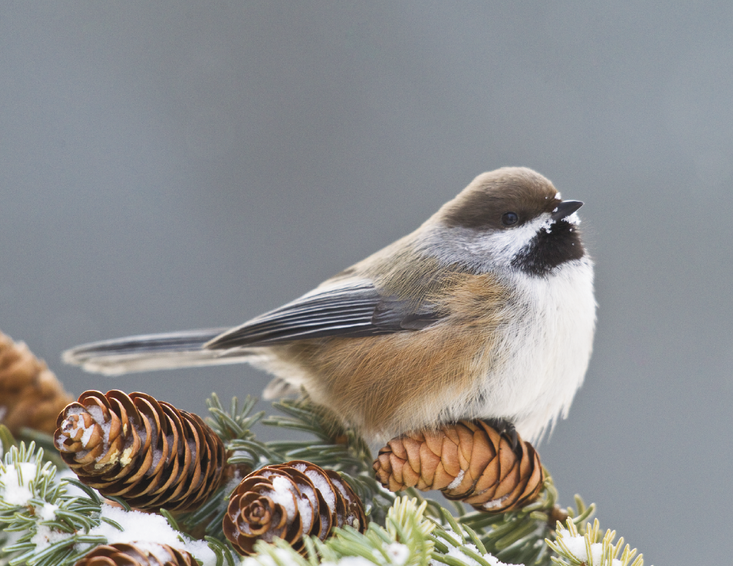 Good Value Birds of North America Spiral Calendar-7036