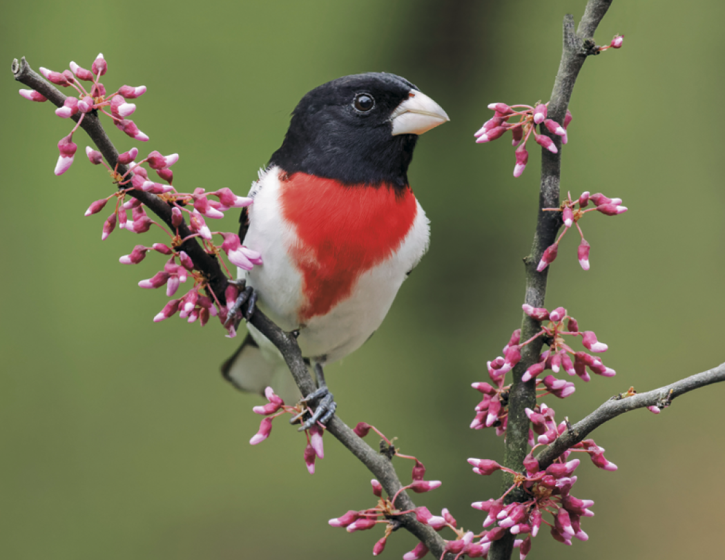 Good Value Birds of North America Spiral Calendar-7036