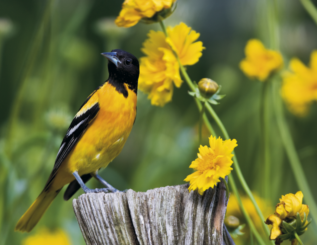 Good Value Birds of North America Spiral Calendar-7036