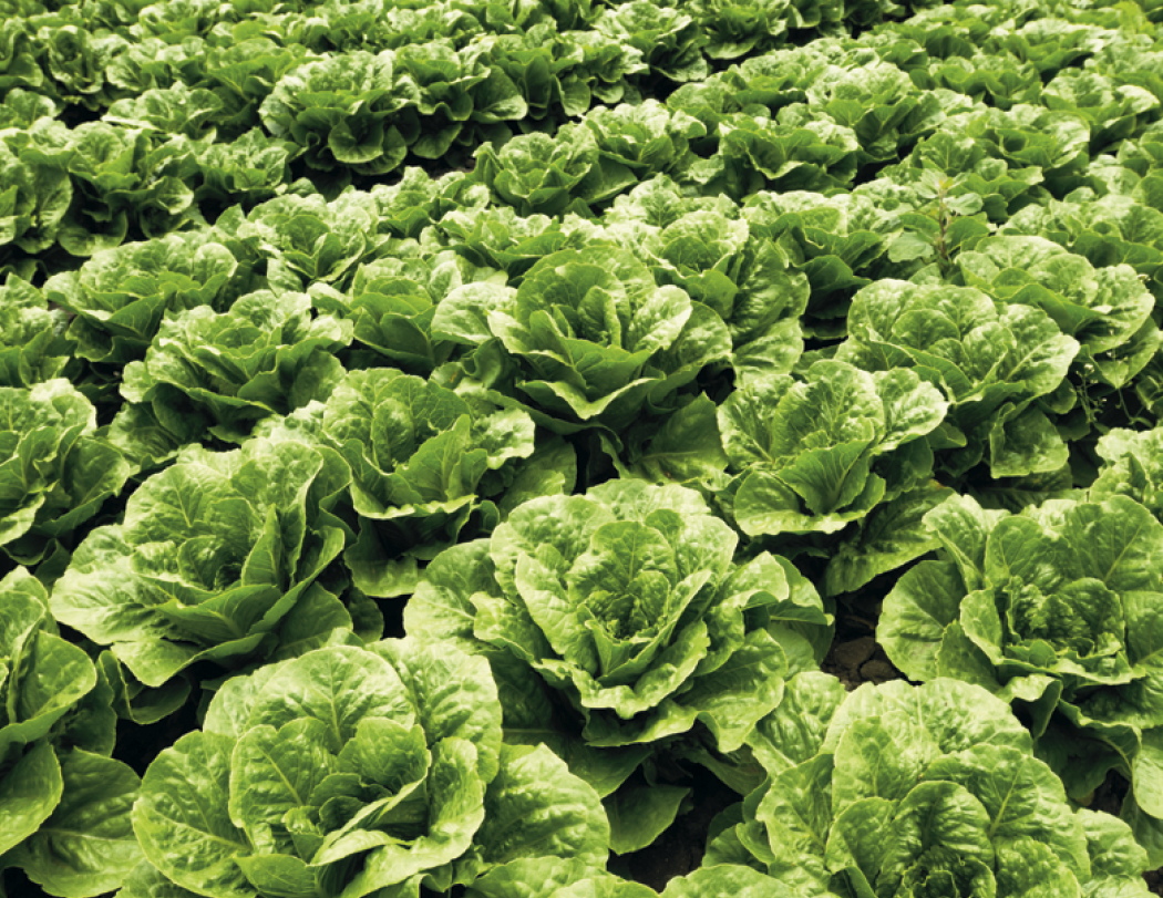 Good Value Agriculture Spiral Calendar-7047