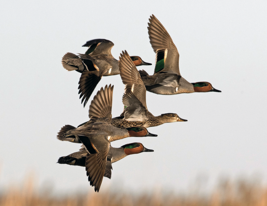 Good Value Waterfowl Spiral Calendar-7048
